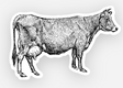 Jersey Cow Sticker