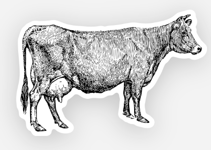Jersey Cow Sticker