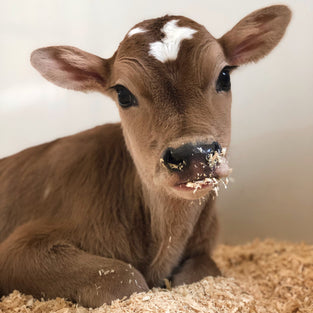 Sponsor a Calf Program