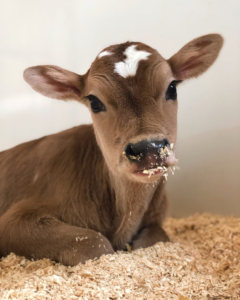 Sponsor a Calf Program